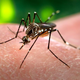 Illustration for article titled Zika Virus Outbreak Prompts CDC to Expand Travel Advisory